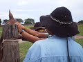 Rodeio em burro.avi - youtube