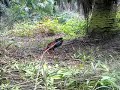 Pikat Ayam Hutan Terpantas images Pikat Ayam Hutan Terpantas