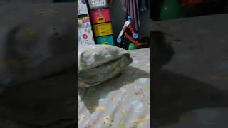 Bantal Dan Guling