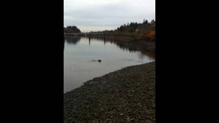 Thurstontalk - Thurston Dog Park