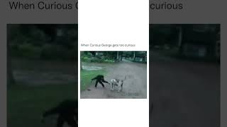 When Curious George Gets Too Curious