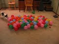 DOG vs. BALLOONS II, This time it's personal