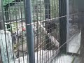 黒豹＠旭山動物園