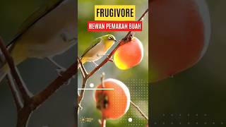 Frugivore Hewan Pemakan Buah