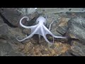 sealife