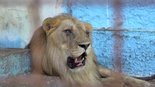 Happy anniversary, Lenci 🦁 | FOUR PAWS | www.four-paws.org