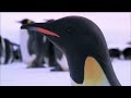 Baby Emperor Penguins Emerge from Their Shells | Nature on PBS