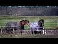 Paarden | Heiloo