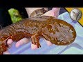 GIANT SALAMANDER FOUND!