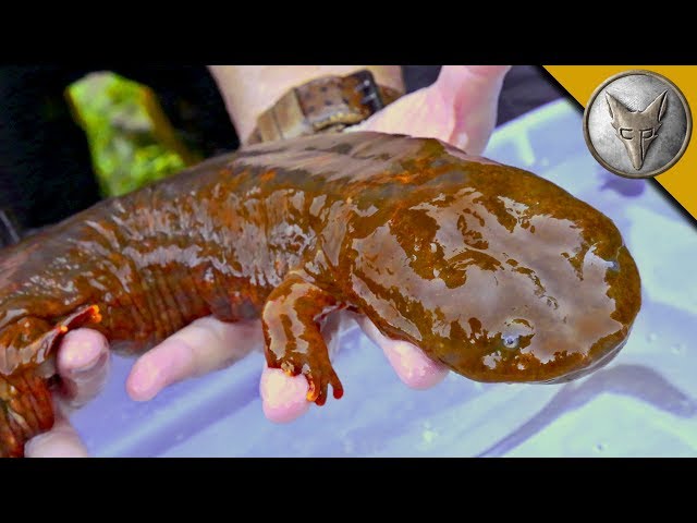 This Salamander Is Just As Cool As It Is Freaky - Video