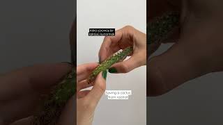 Kaktüsü Kurtarmak - Rootrot Solution, Kök Çürümesi