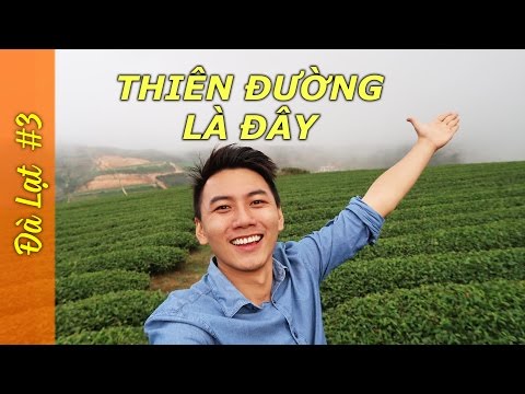 Đà Lạt VLOG#3 SĂN MÂY GIỮA BỒNG LAI TIÊN CẢNH, có một Đà Lạt rất khác