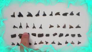 Shark Tooth Hunting At Calvert Cliffs, Maryland