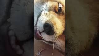 What Did The Fox Say? Petchat
