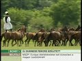 Új lovas Guinness-rekord - Echo Tv