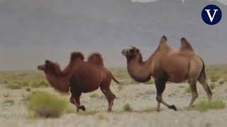 Avistan Una Manada De 30 Camellos Salvajes En El Desierto De Gobi