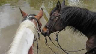 Watch Chris Ledoux Bareback Jack video