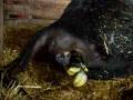 Cow Giving Birth images Cow Giving Birth