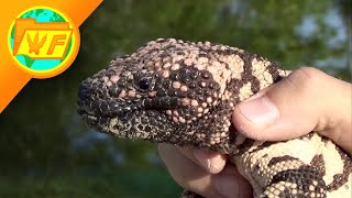 This Is What Happens When A Gila Monster Bites You...