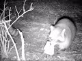 Raccoon get caught in a dp duke dog proof trap - youtube