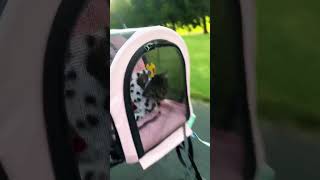 The Royal Kitty