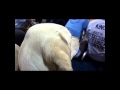 Justice, a guide dog puppy in training, attends a pep rally