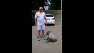 Sammy The Baboon, Pan Am Torch Bearer