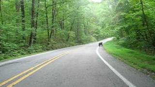 Black Bear vs Harley Davidson pig trail