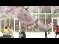 New Yorkers Celebrate Cherry Blossom Blooms
