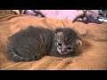 Adorable Baby Kitten, Day 13. Cutest Video Ever!