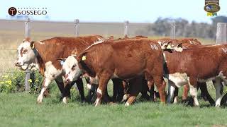 LOTE 86 | Remate Braford Estância do Sossego 2021