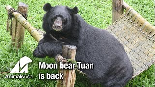 Moon bear Tuan returns from his operation.