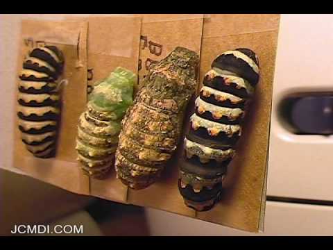 Indra Swallowtail Butterfly Pupation Time Lapse Documentary