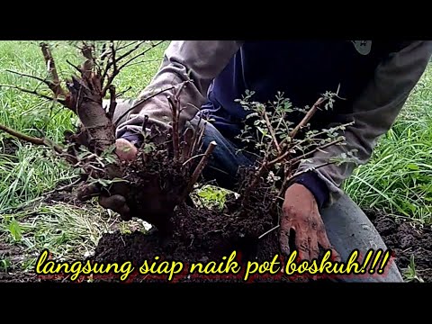 Dongkel BONSAI Arabica KLAMPIS IRENG