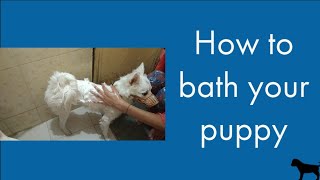 How To Bath Your Puppy Riya Nd Jerry