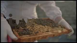 2013 Ident Urban Bees Itv