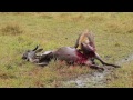 Hyena Eats Wildebeest Alive!!!  Brutal Killing   Part 1