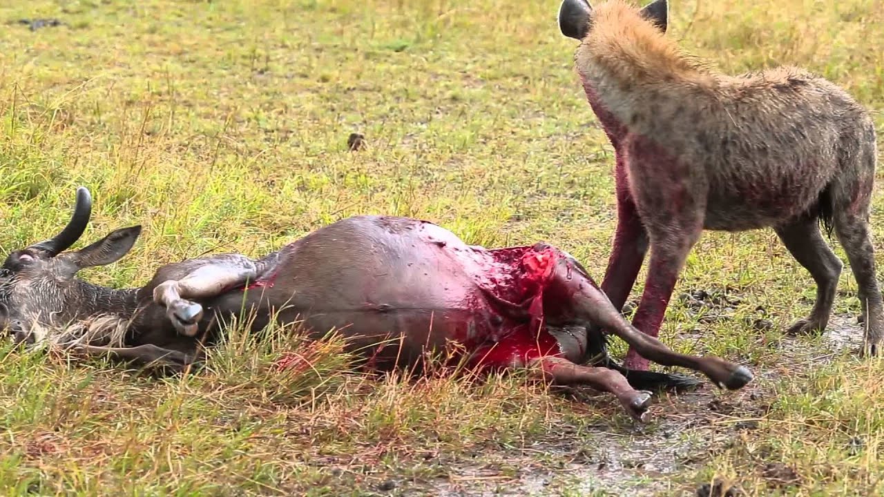 What Is The Name Of The Dog That Hunts Lions What Is The Name Of The Dog That Hunts Lions