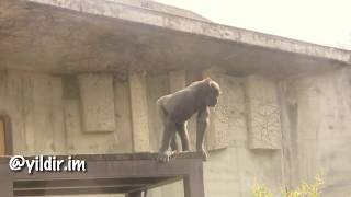 Osuran Maymunlar- Karadeniz Dublaj