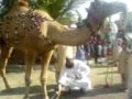 KDA officer's Camel (Unth) sacrification (Qurbani)