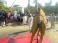 KDA officer's Camel (Unth) sacrification (Qurbani)