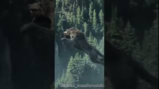 Animal Transformation, Before To After