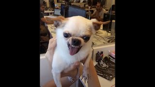 Dubi the psycho Chihuahua