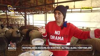 Üretimin Denetimi ve Çiftleşmenin Kontrol Altına Alınması- KUZU FABRİKASI / Çiftçi TV