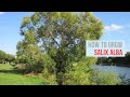 Salix alba Growing Guide (White Willow) by GardenersHQ