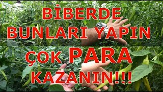 Bi̇berde Veri̇m Ve Para Kazanmak İçi̇n Yapin