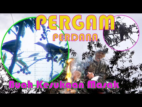 Hunting & Cooking | Slug 16 Grain | Meet Pergam's Favorite Fruit