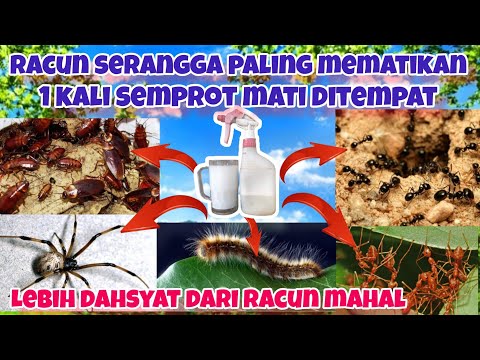 RACUN SERANGGA PALING MEMATIKAN!!! satu kali semprot semua serangga mati ditempat