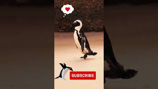 Penguin Love Chronicles Exploring Monogamy, Family, And Conservation
