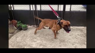 Baster Jr. Gt Gamedogs Balkan The Real Apbt